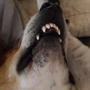 Meet your Posher, Paul